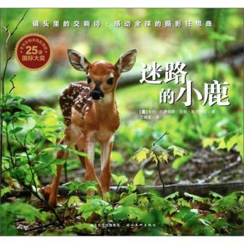 迷路的小鹿