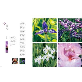 四季花解语+2