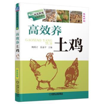 高效养土鸡