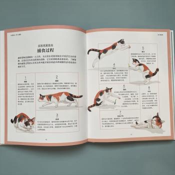 DK猫咪心思大揭秘